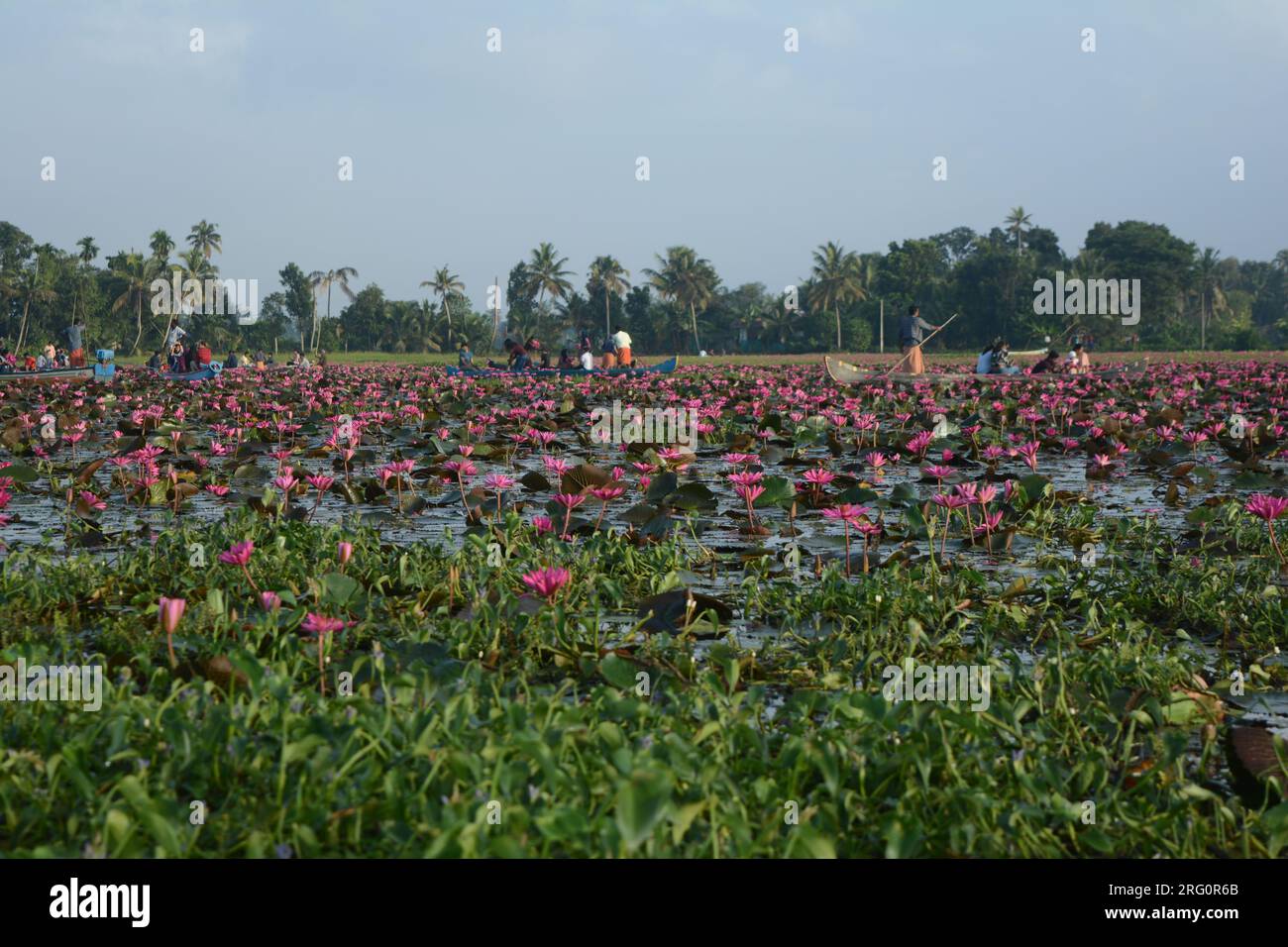 Nénuphars (Nymphaea stellata) Banque D'Images