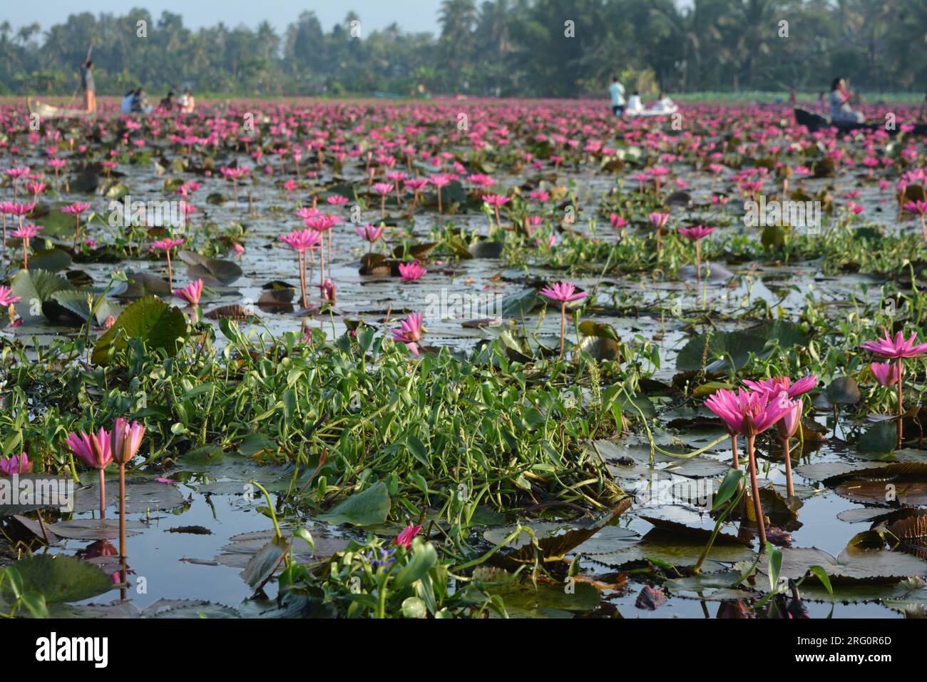 Nénuphars (Nymphaea stellata) Banque D'Images