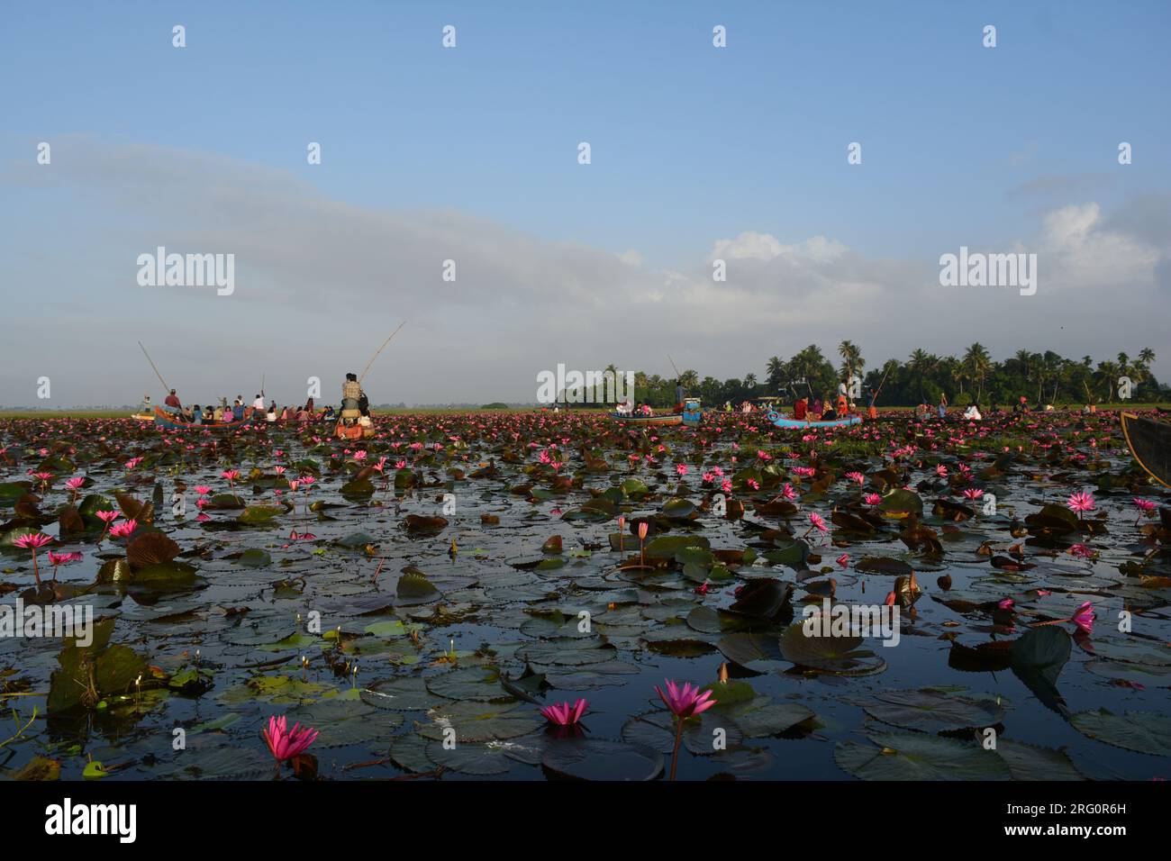 Nénuphars (Nymphaea stellata) Banque D'Images