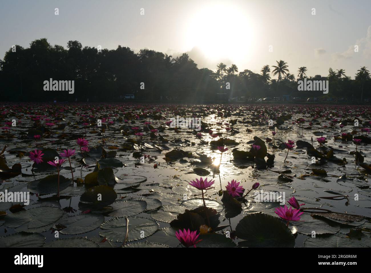 Nénuphars (Nymphaea stellata) Banque D'Images