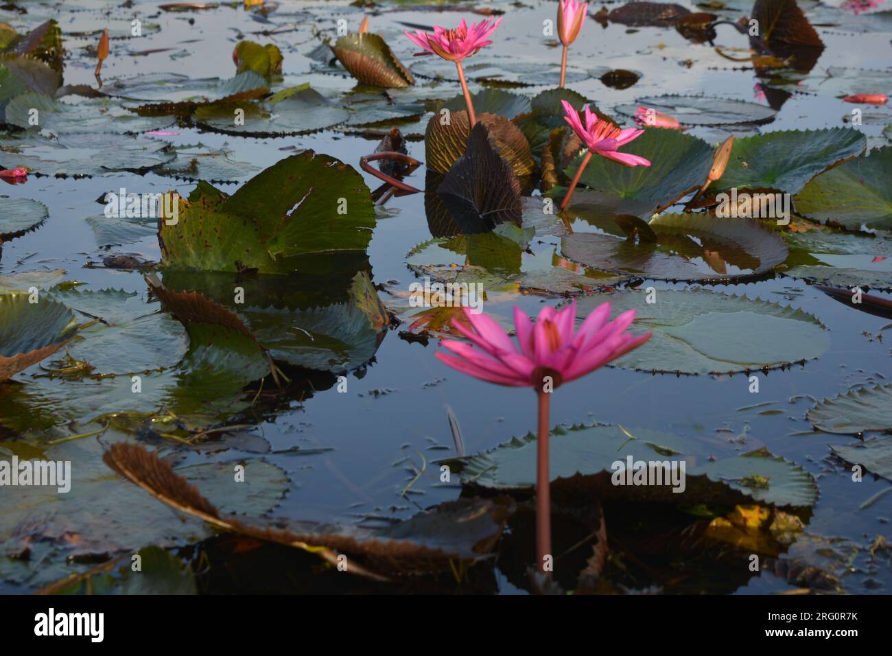Nénuphars (Nymphaea stellata) Banque D'Images