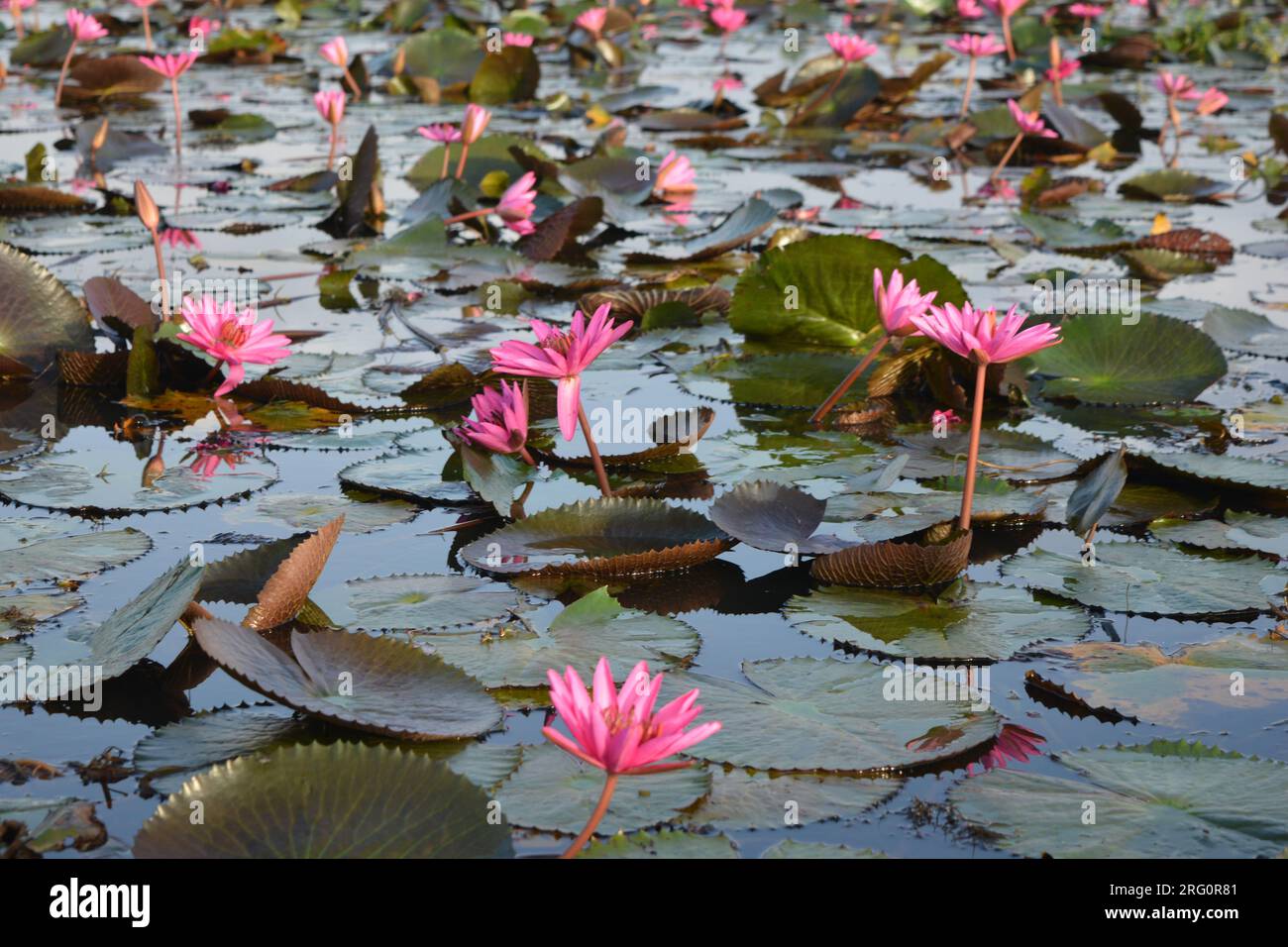 Nénuphars (Nymphaea stellata) Banque D'Images