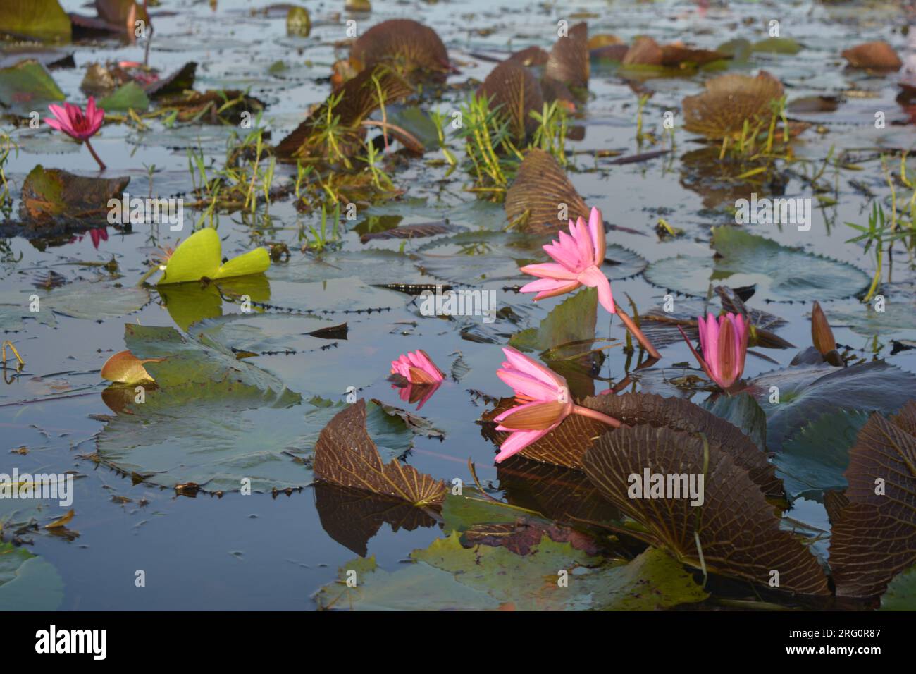 Nénuphars (Nymphaea stellata) Banque D'Images