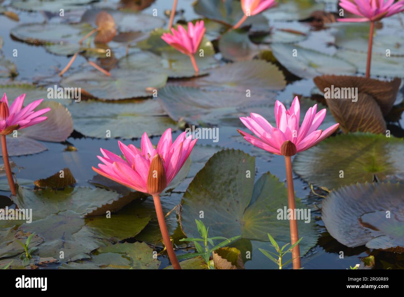 Nénuphars (Nymphaea stellata) Banque D'Images