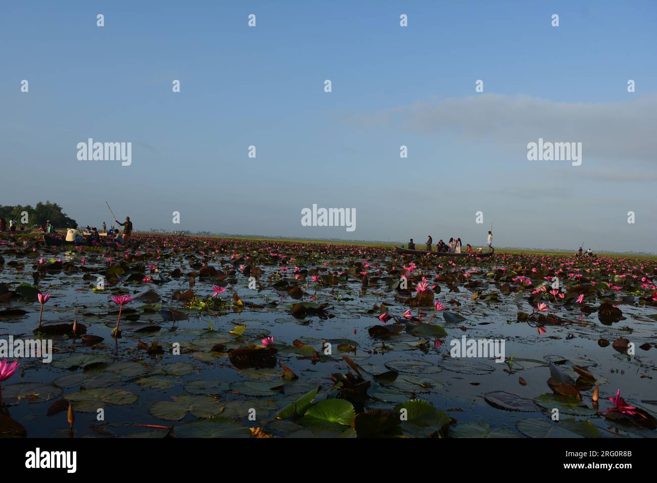 Nénuphars (Nymphaea stellata) Banque D'Images