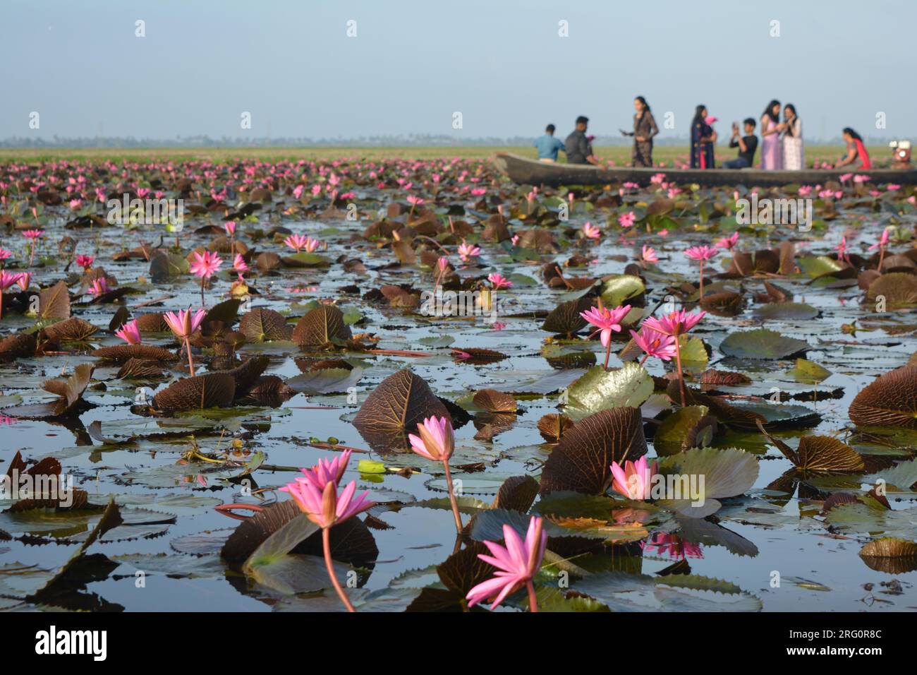 Nénuphars (Nymphaea stellata) Banque D'Images