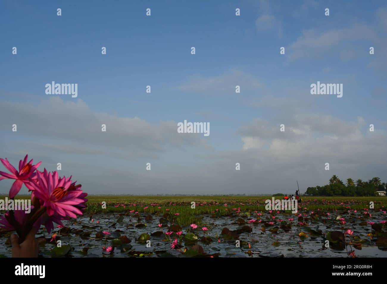 Nénuphars (Nymphaea stellata) Banque D'Images