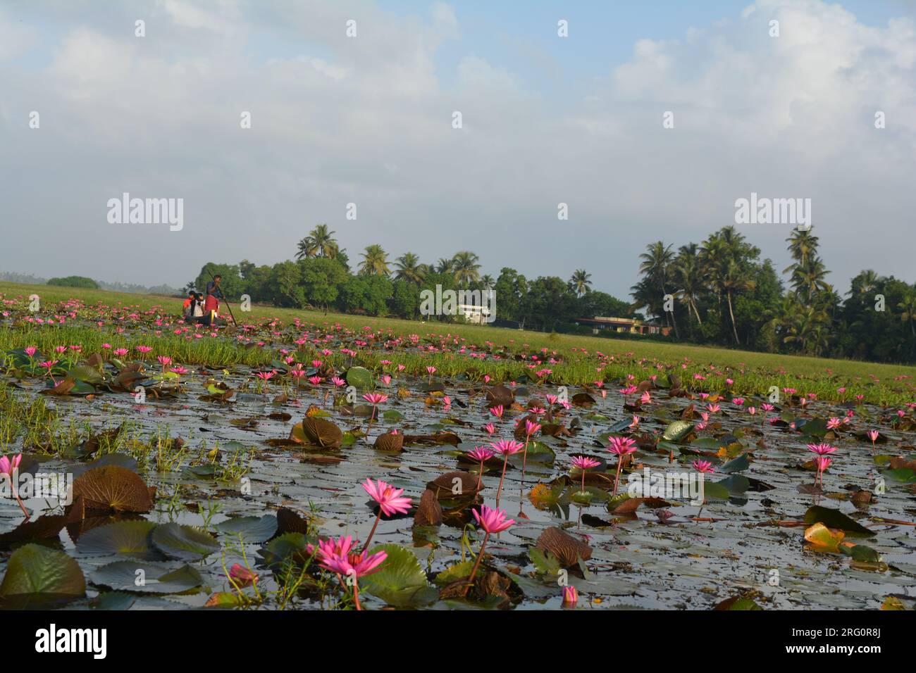 Nénuphars (Nymphaea stellata) Banque D'Images