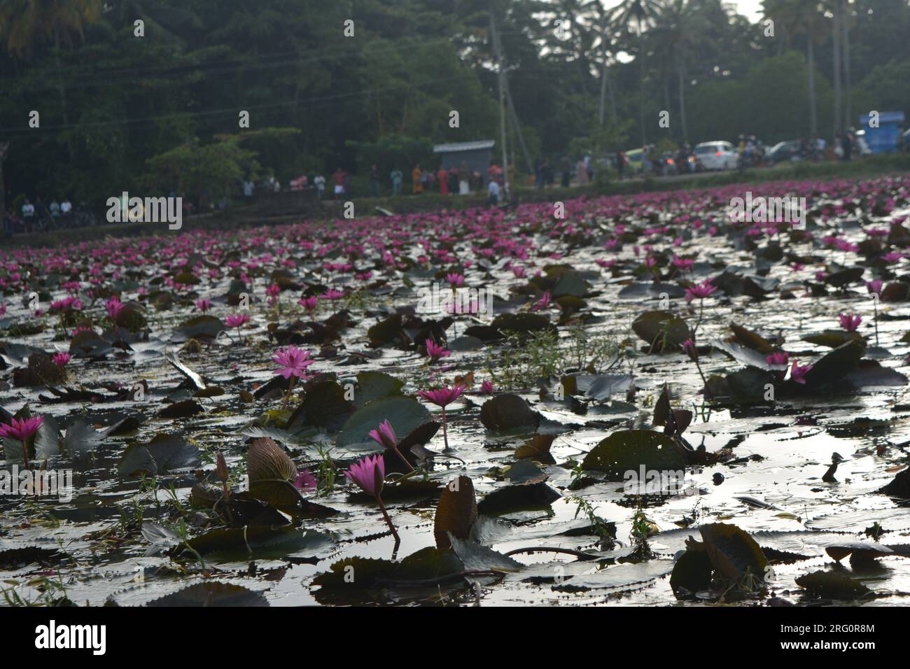 Nénuphars (Nymphaea stellata) Banque D'Images