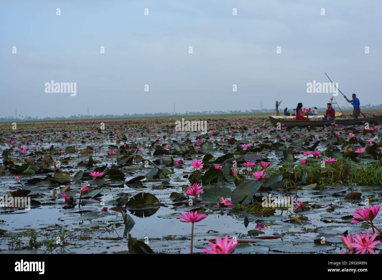 Nénuphars (Nymphaea stellata) Banque D'Images