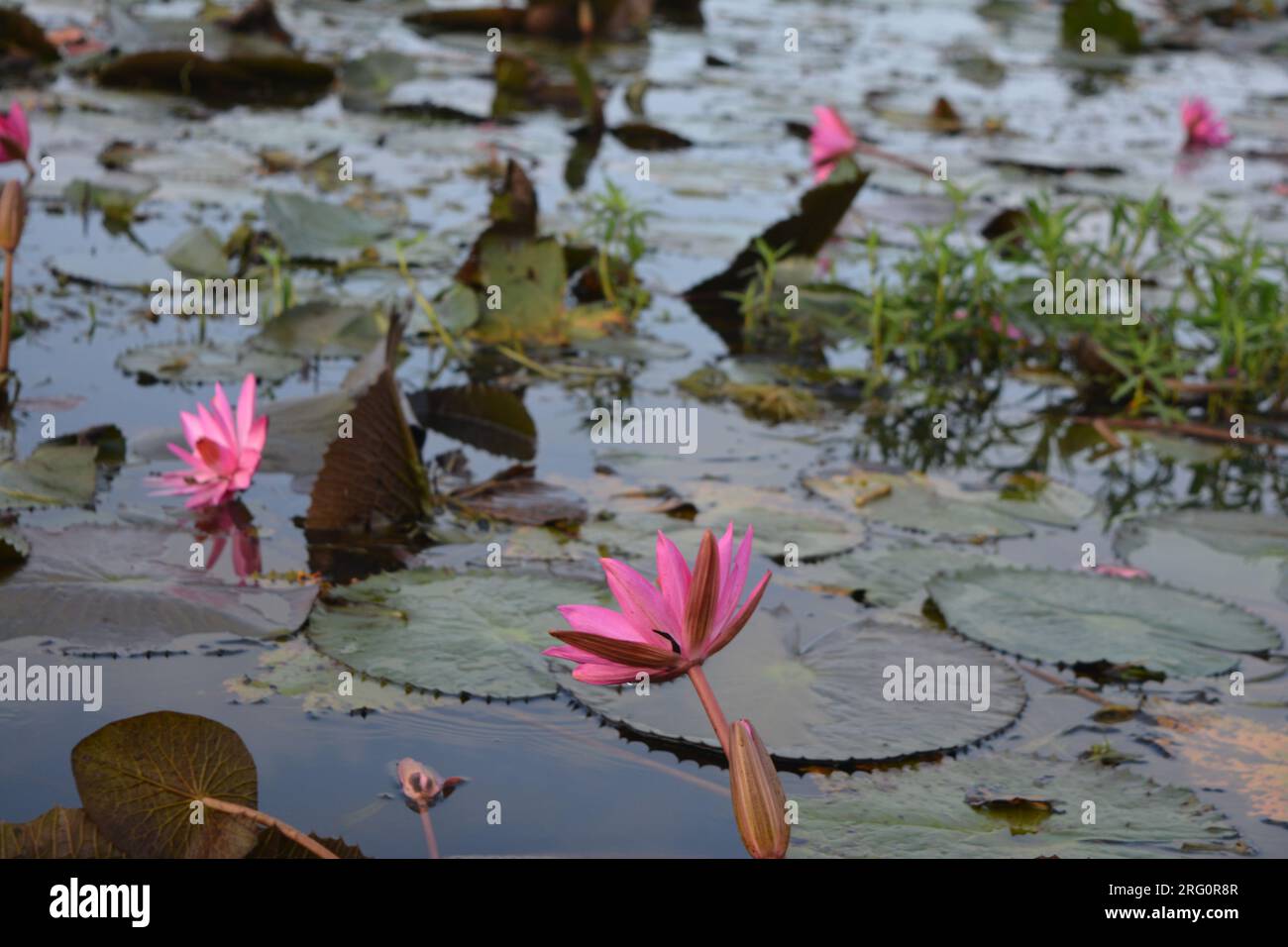 Nénuphars (Nymphaea stellata) Banque D'Images