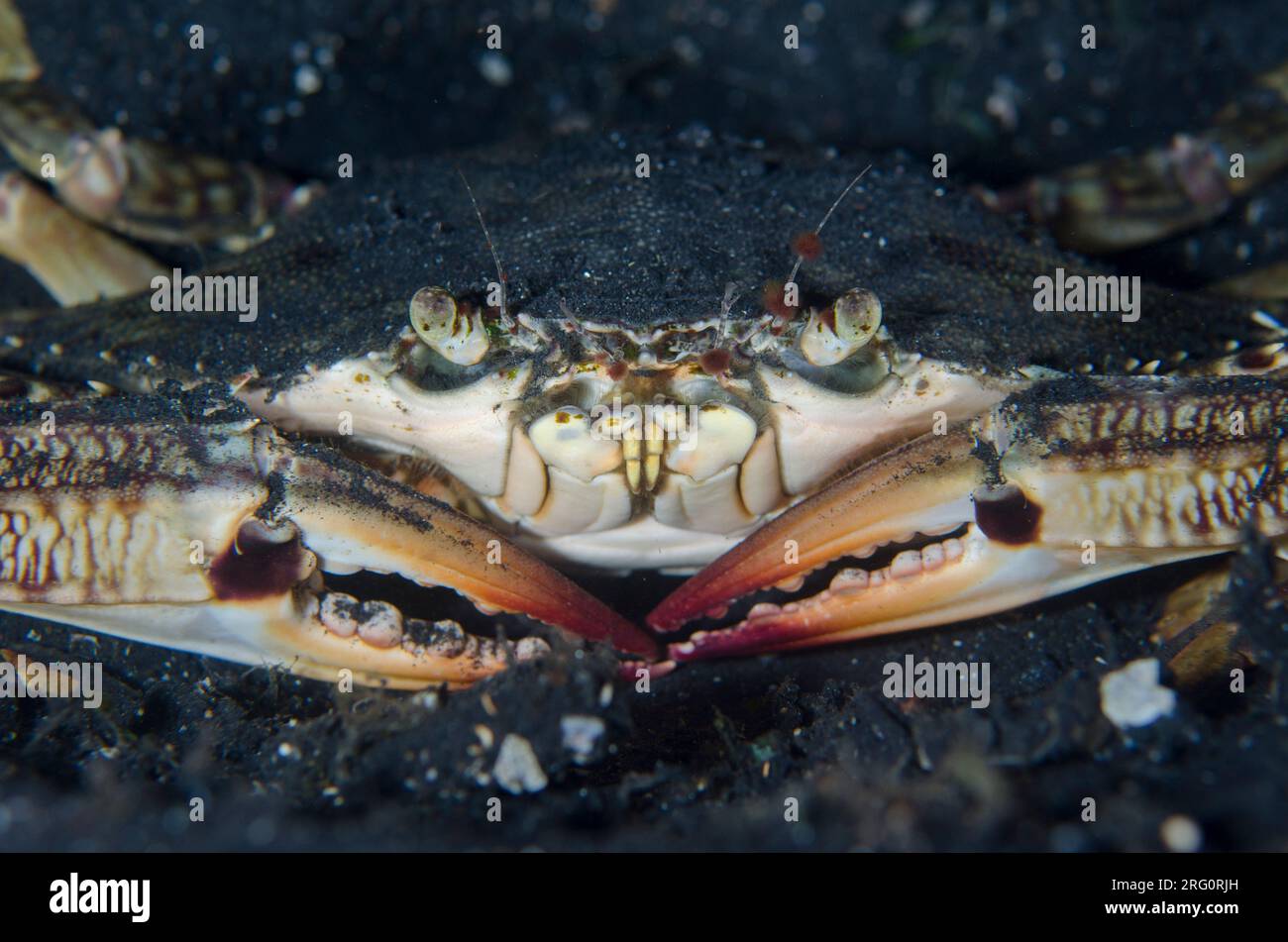 Crabe nageant, Portunus pelagicus, plongée de nuit, plongée de nuit, site de plongée TK1, détroit de Lembeh, Sulawesi, Indonésie Banque D'Images