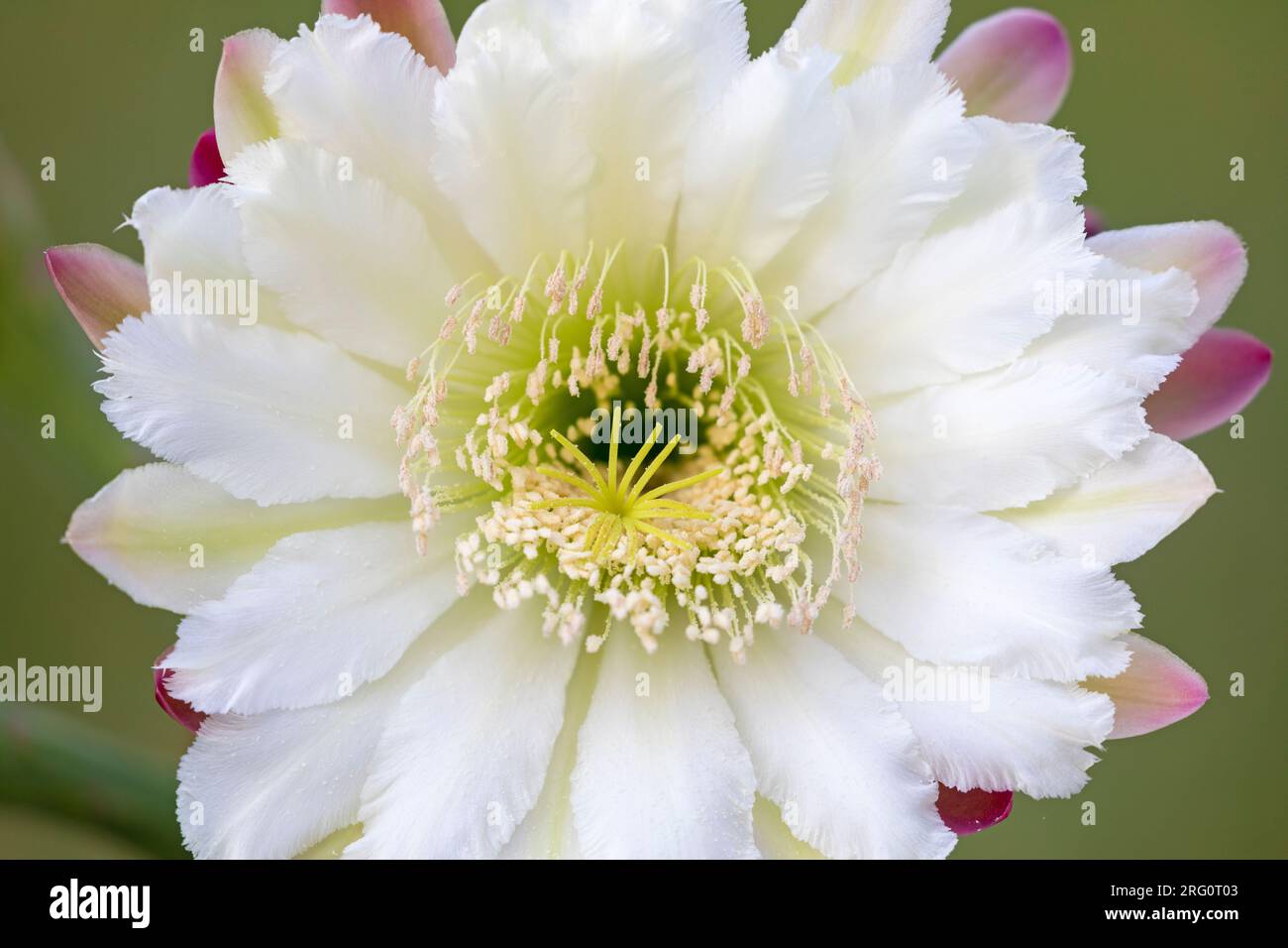 Fleur de Monstrose péruvienne (Cereus Peruvianus) Cactus Banque D'Images