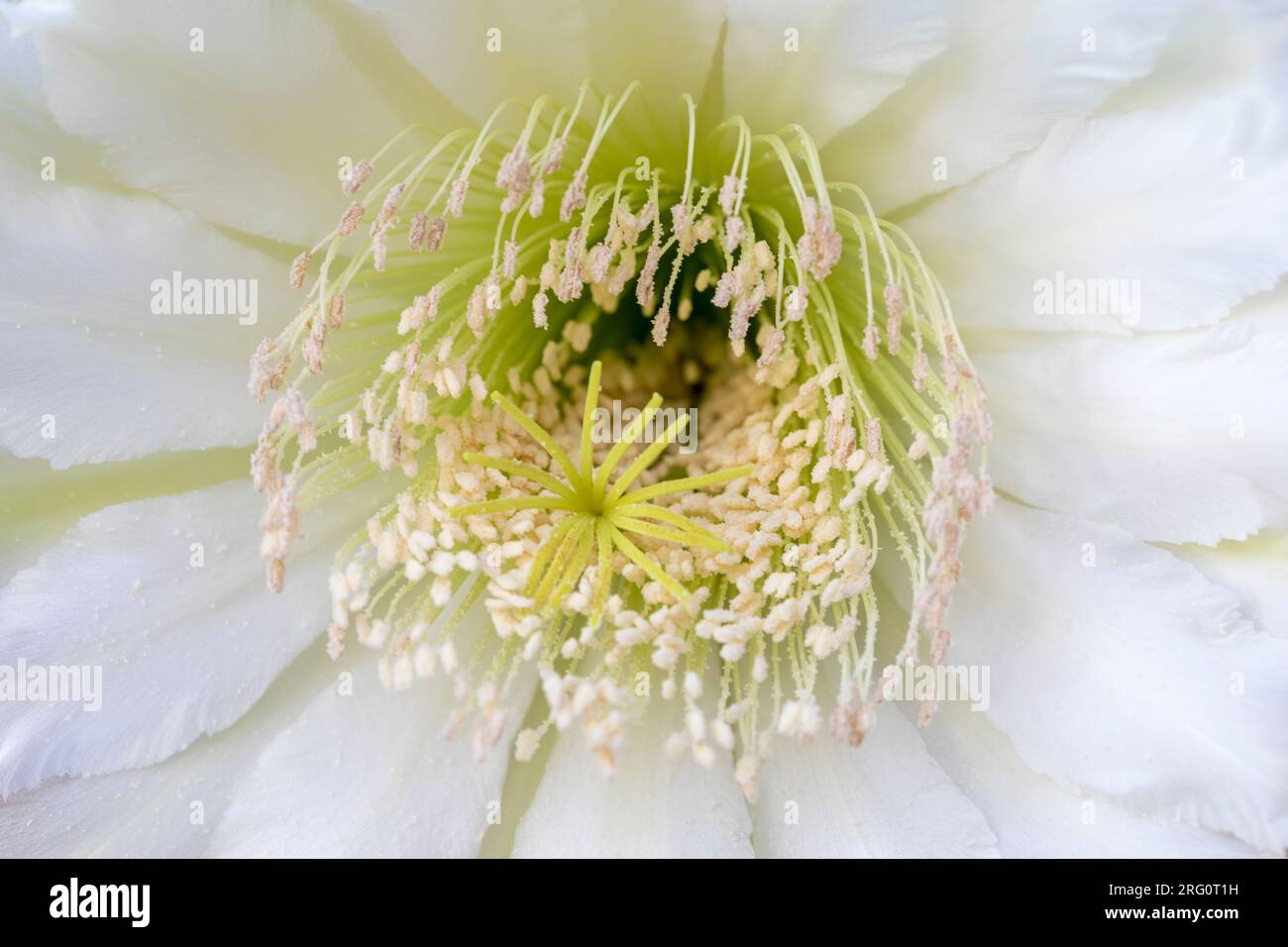 Gros plan de Fleur de Monstrose péruvienne (Cereus Peruvianus) Cactus Banque D'Images