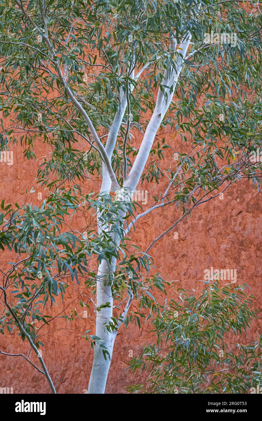 Face de grès arkosique d'Uluru contrastant avec le feuillage et le tronc argenté d'une gomme fantôme (Corymbia aparrerinja). Parc national d'Uluru-Kata Tjuta, N. Banque D'Images