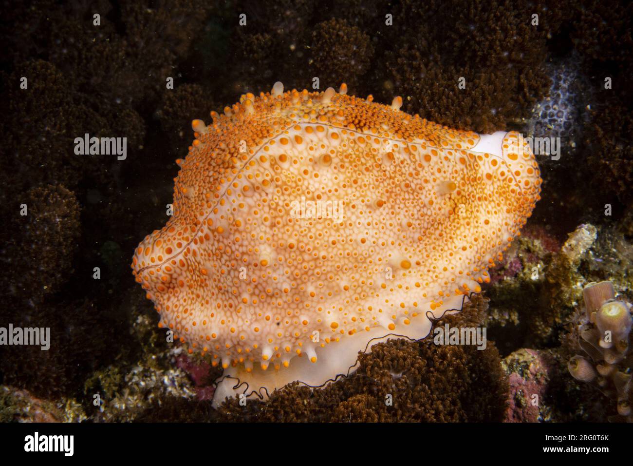 Cowrie aux œufs de costellate (Ovula costellata). avec le pied étendu. Le pied est blanc avec une fine bordure noire, la coquille est d'un blanc délicat avec un t mauve Banque D'Images
