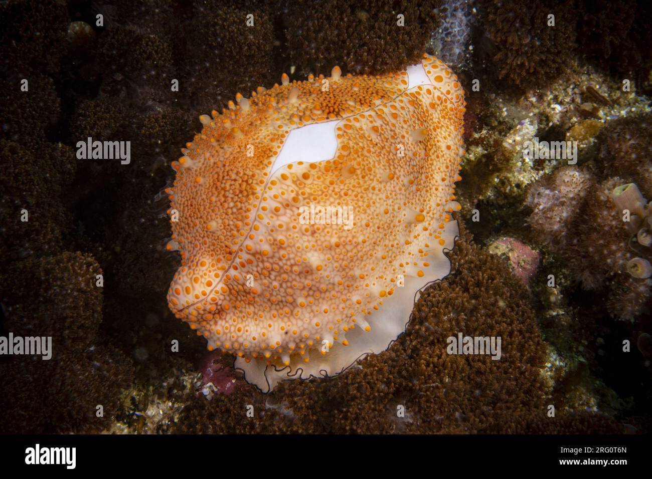 Cowrie aux œufs de costellate (Ovula costellata), avec le pied étendu. Le pied est blanc avec une fine bordure noire, la coquille est d'un blanc délicat avec un t mauve Banque D'Images
