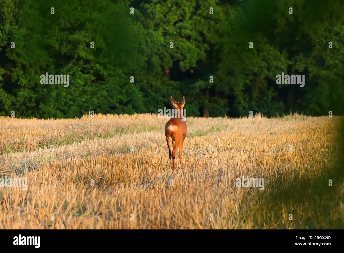cerf de l'arrière marchant sur les champs dans la forêt Banque D'Images