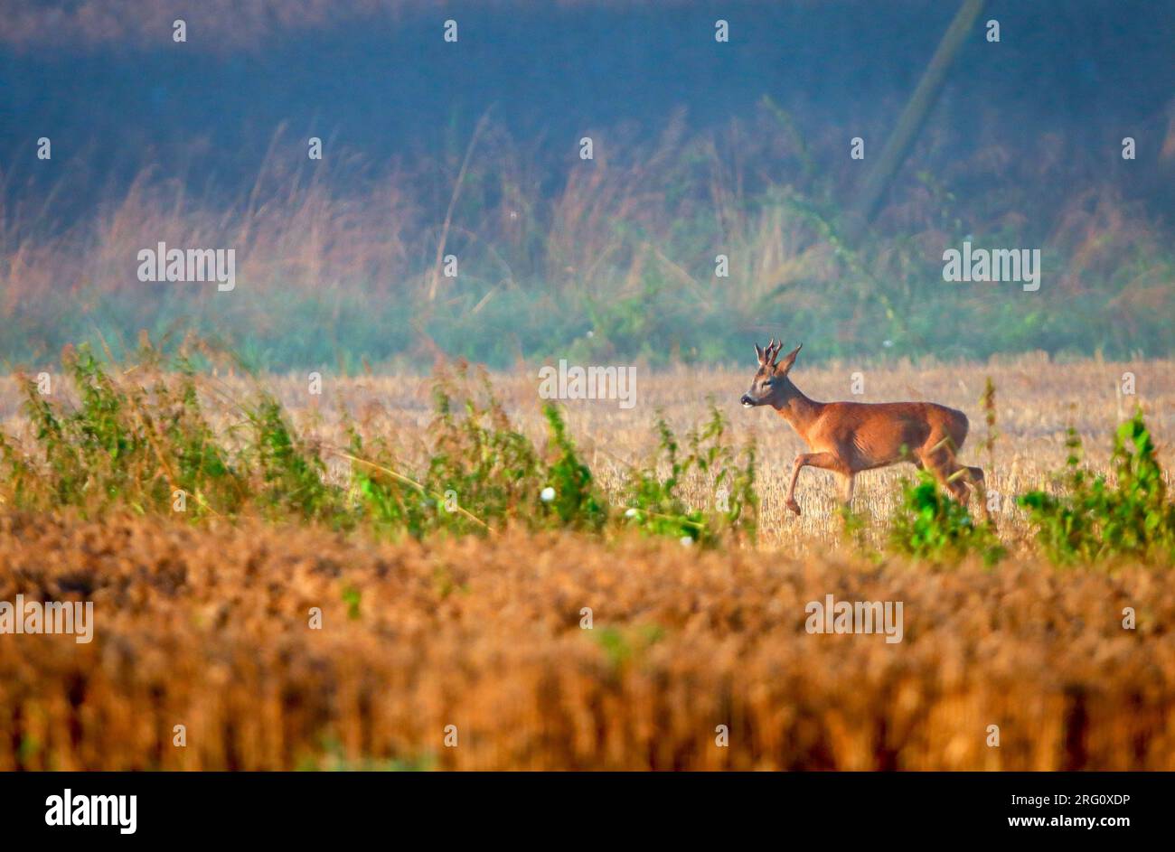 cerfs en pâturage marchant sur le champ de maïs au soleil du matin Banque D'Images