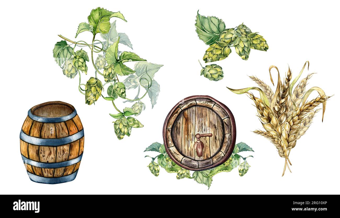 Ensemble de tonneau de bière en bois et vigne de houblon, illustration d'aquarelle d'épi de blé isolé sur blanc. Tonneau vintage dessiné à la main. Élément de conception pour la fête de la bière Banque D'Images