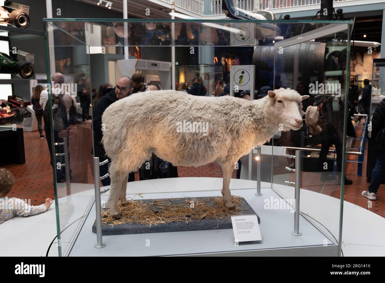 Dolly le mouton dans la galerie des sciences et de la technologie dans le Musée national d'Écosse intérieur à Édimbourg, Royaume-Uni. Dolly a été le premier animal cloné à partir d'an Banque D'Images