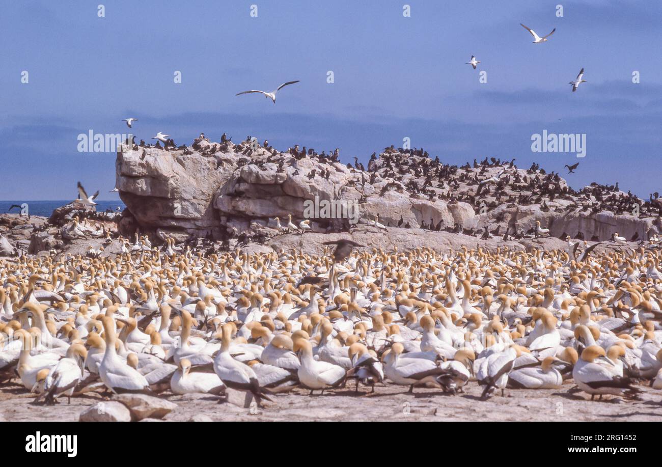 Les Gannets du Cap (Morus capensis) dans la réserve naturelle de Bird Island à Lambert's Bay, dans la province du Cap occidental en Afrique du Sud. Banque D'Images