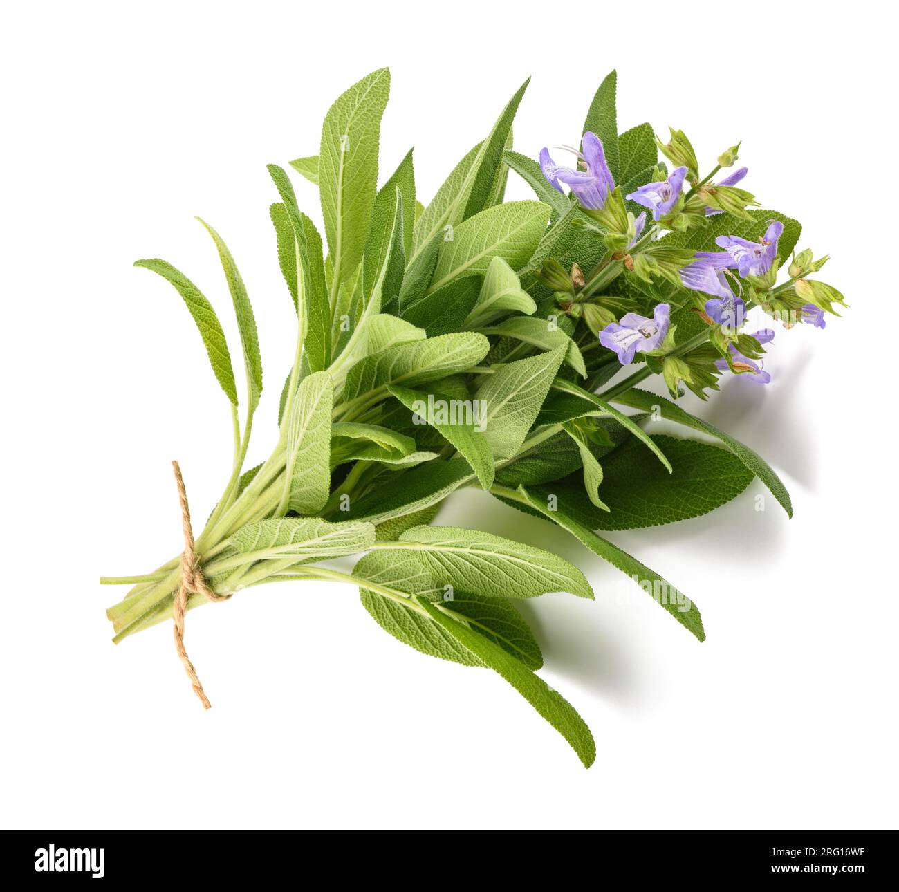 Plantes de sauge en fleurs liées avec une ficelle isolée sur fond blanc Banque D'Images