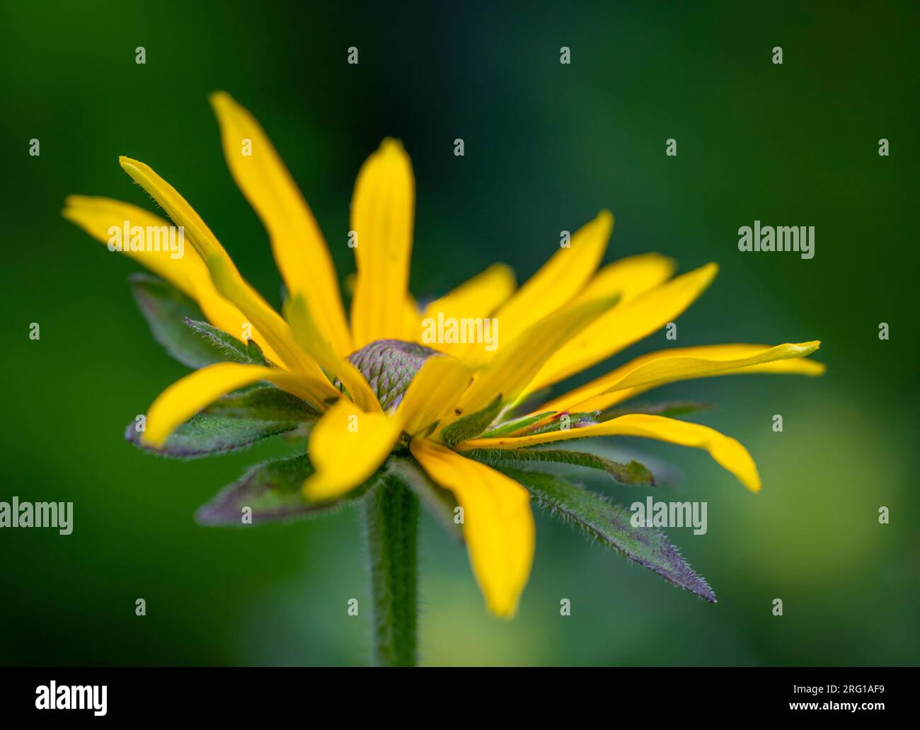 Une belle fleur de Rudbeckia jaune en pleine floraison Banque D'Images