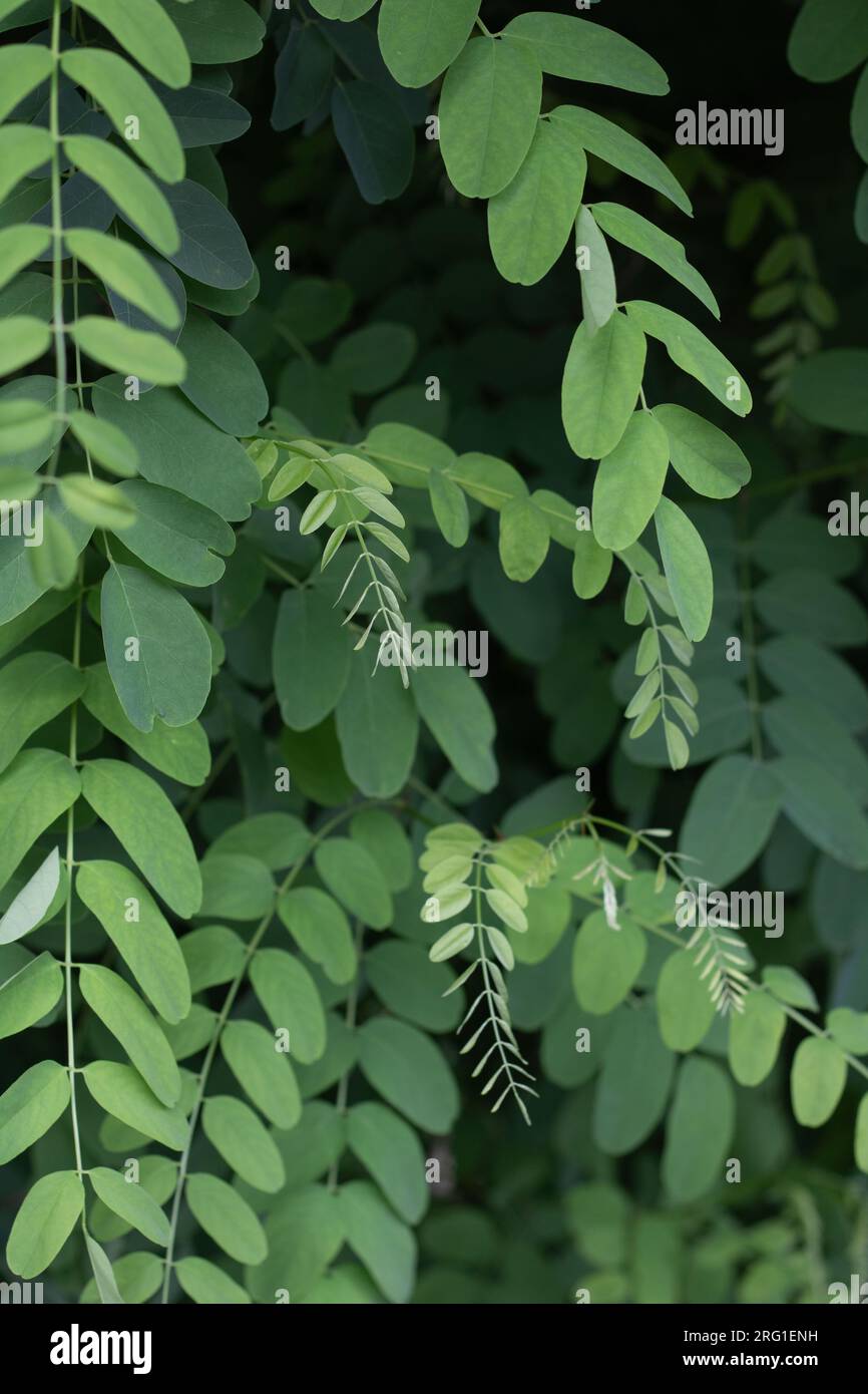 photo vert feuilles d'acacia gros plan, fond vert feuillu Banque D'Images