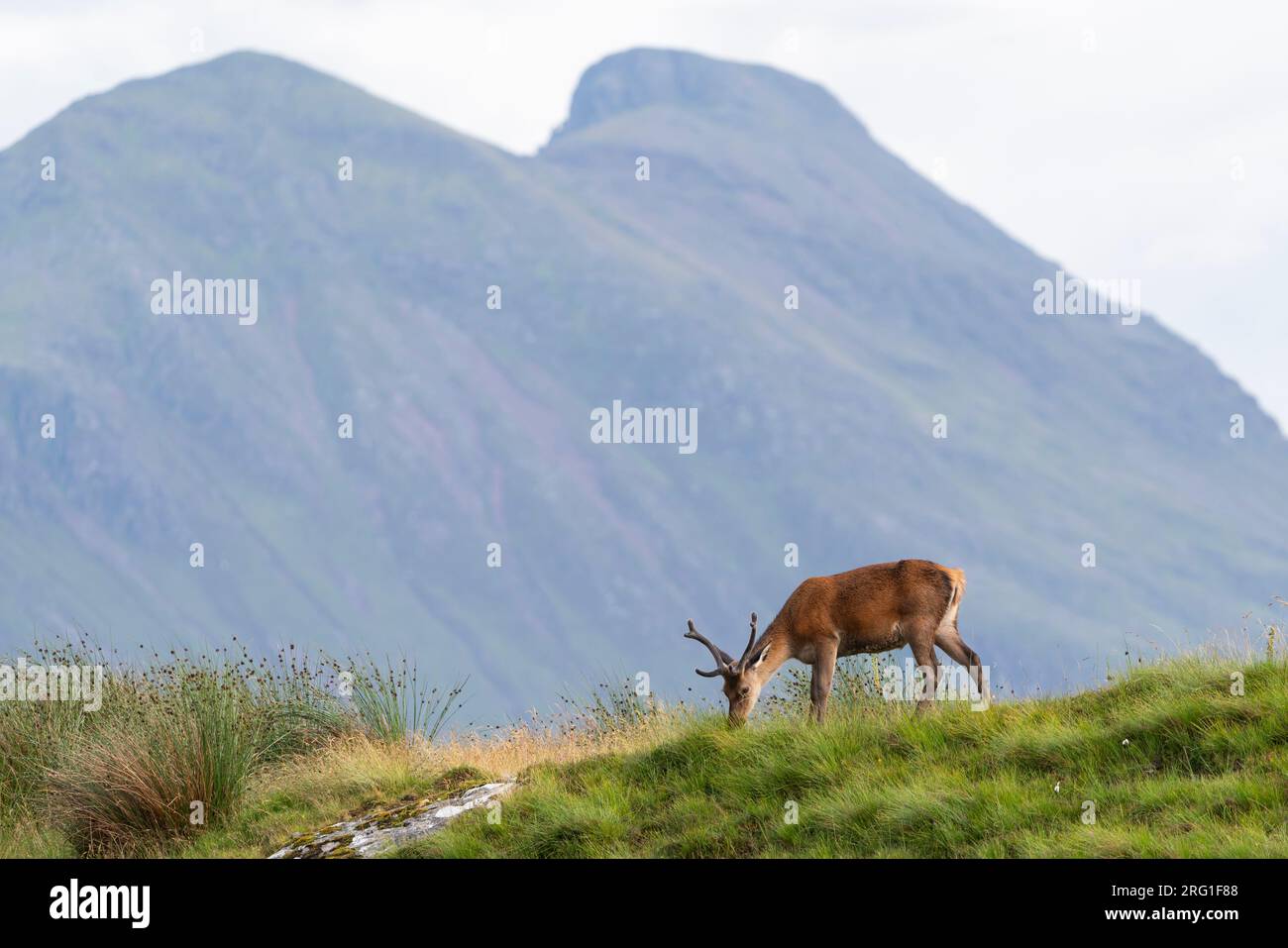 Cerf rouge et Quinag, Lairg, Écosse, Royaume-Uni. 15 juillet 2023. Photographie de Richard Holmes. Banque D'Images