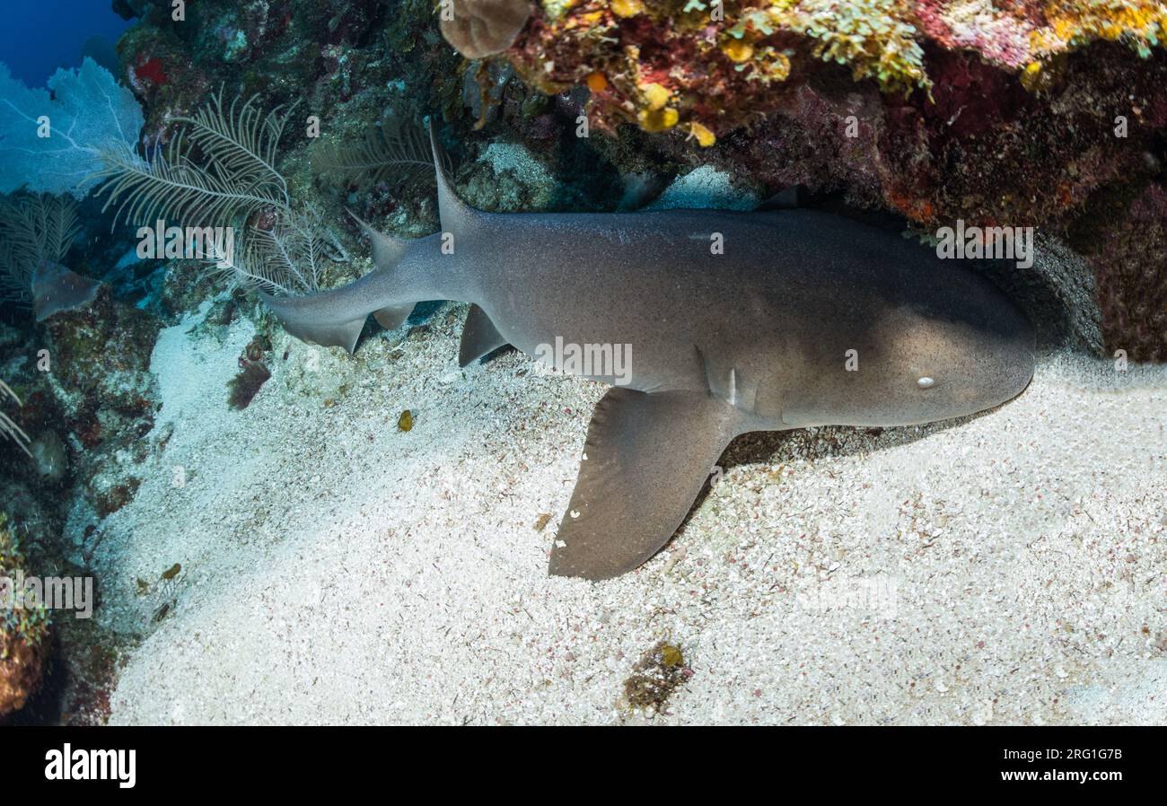Grey Nurse Shark se trouve au fond du fond de l'océan à Utila Banque D'Images