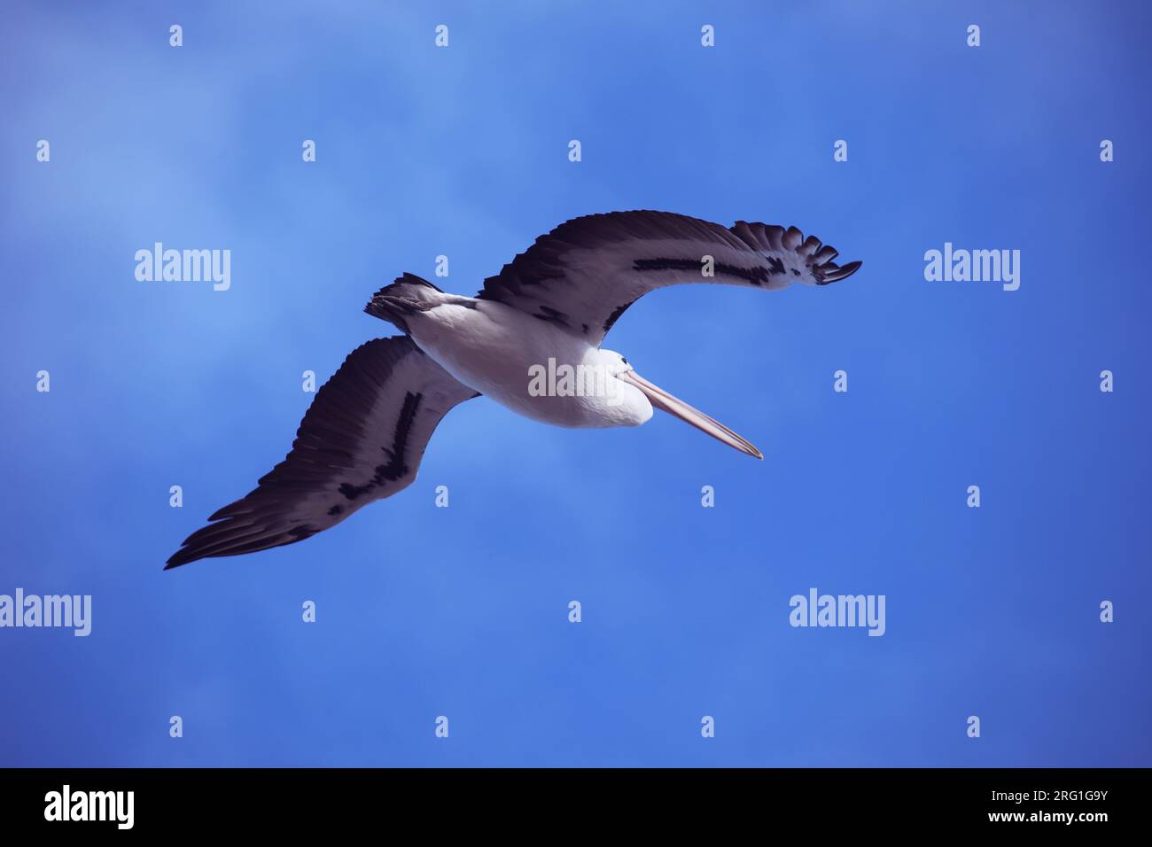 Pelican australien volant dans le ciel bleu Banque D'Images