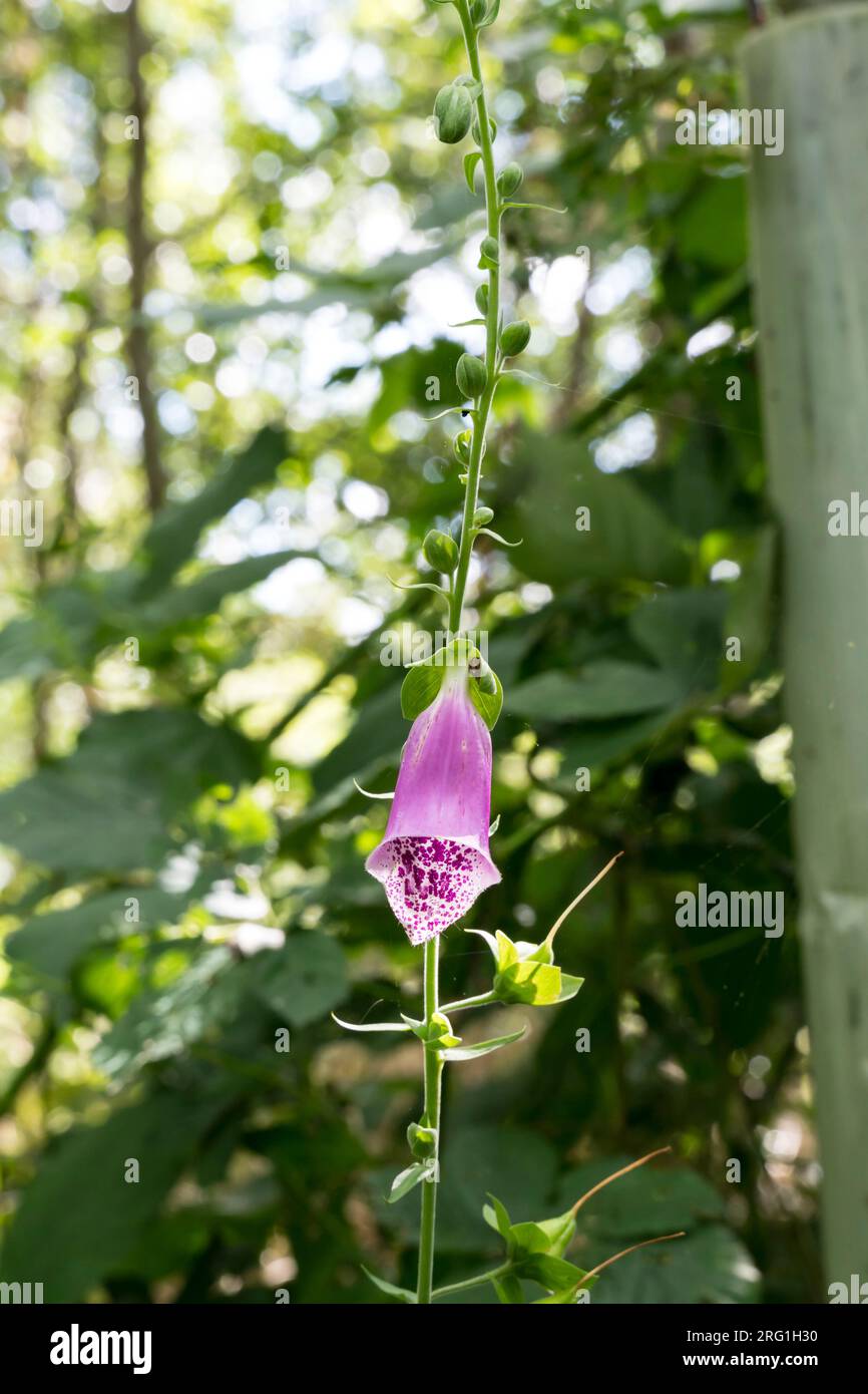 Dernière fleur tubulaire violette sur tige Foxglove. Banque D'Images