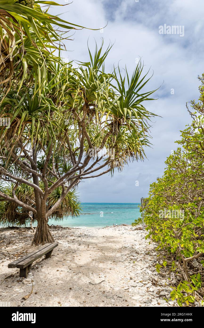 Plage de Lady Musgrave Island avec océan turquoise, Grande Barrière de corail, Queensland, Australie. Banque D'Images
