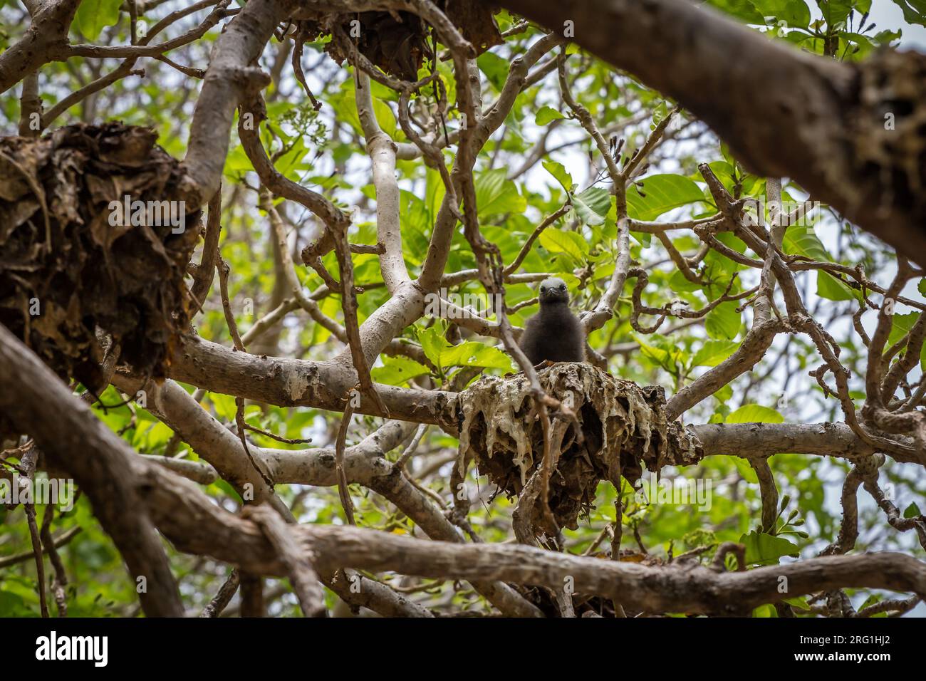 Black Noddy Tern Bird Breeding sur l'arbre Pisonia sur l'île Lady Musgrave, Grande Barrière de corail, Queensland, Australie. Banque D'Images
