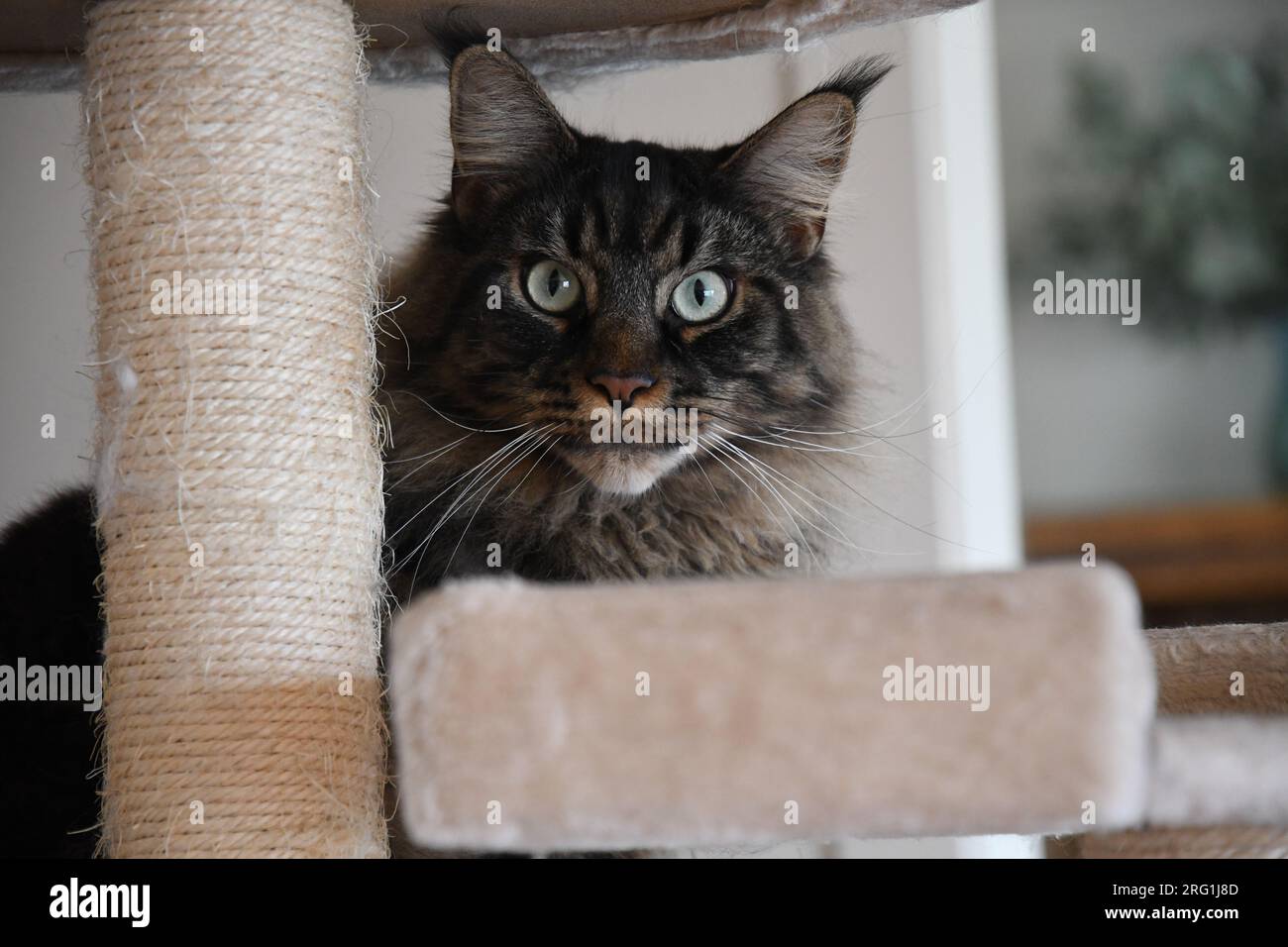 House Cat regarde curieusement la caméra de derrière Play structure Banque D'Images