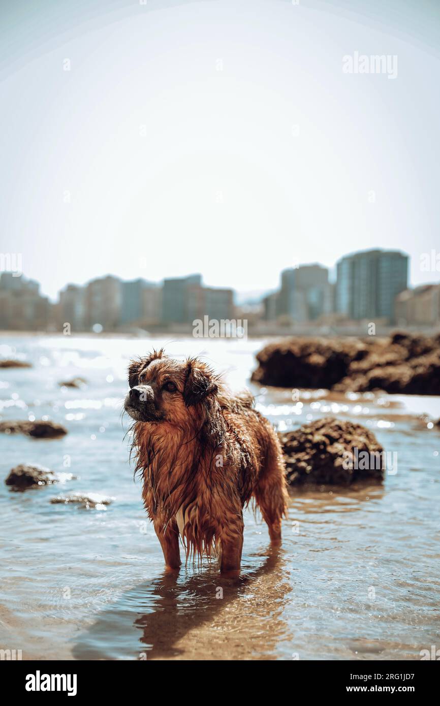 Chien se baignant dans une plage adaptée aux chiens Banque D'Images