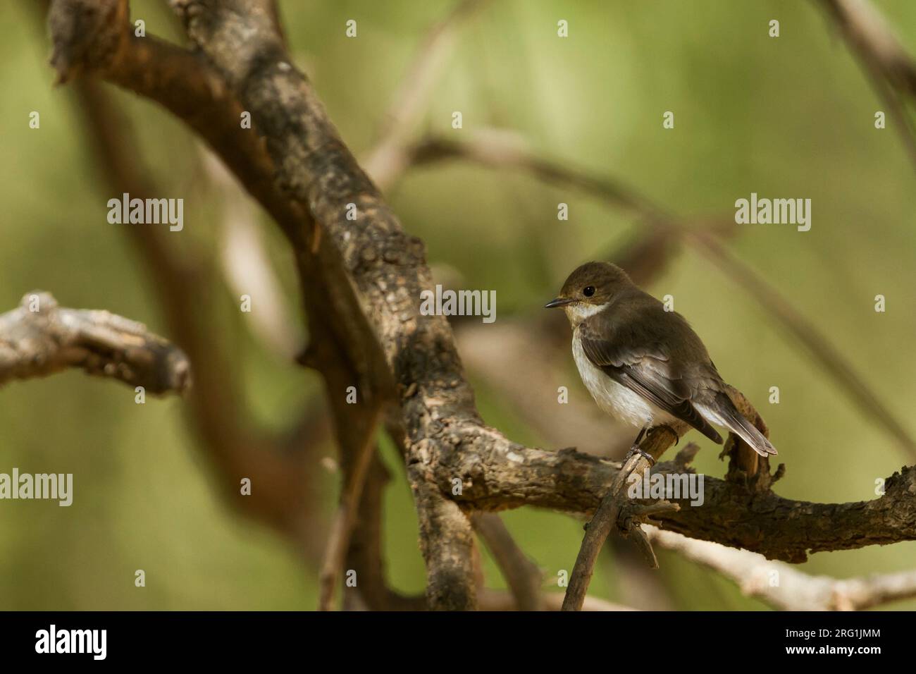 Semicollared Flycatcher Ficedula semitorquata - Halbringschnäpper -, Oman, 2e cy Banque D'Images