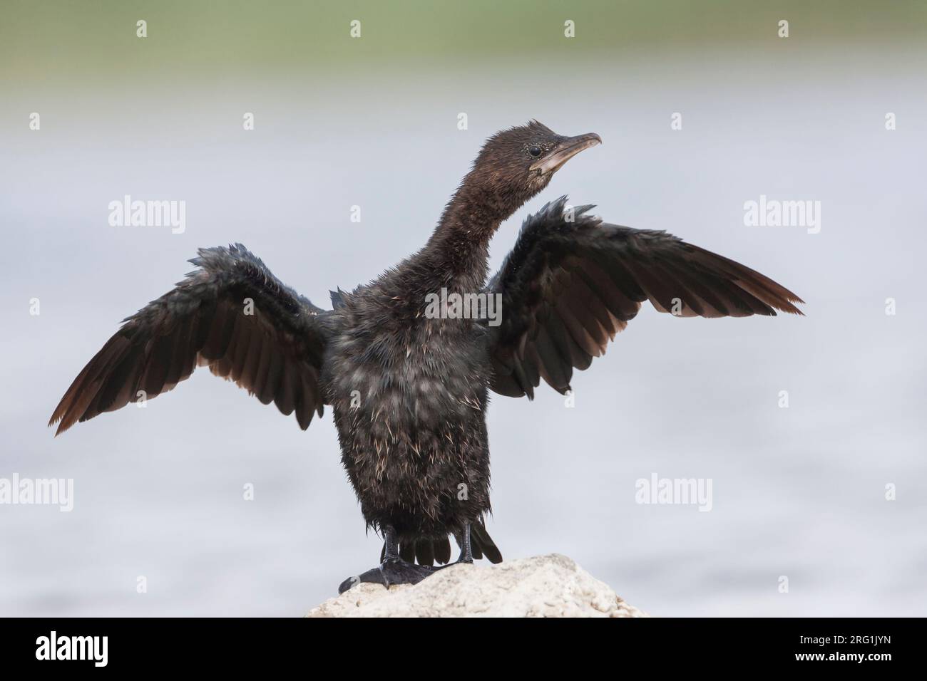 Cormoran pygmée - Zwergscharbe - Turdus pygmaeus, Croatie, adulte Banque D'Images