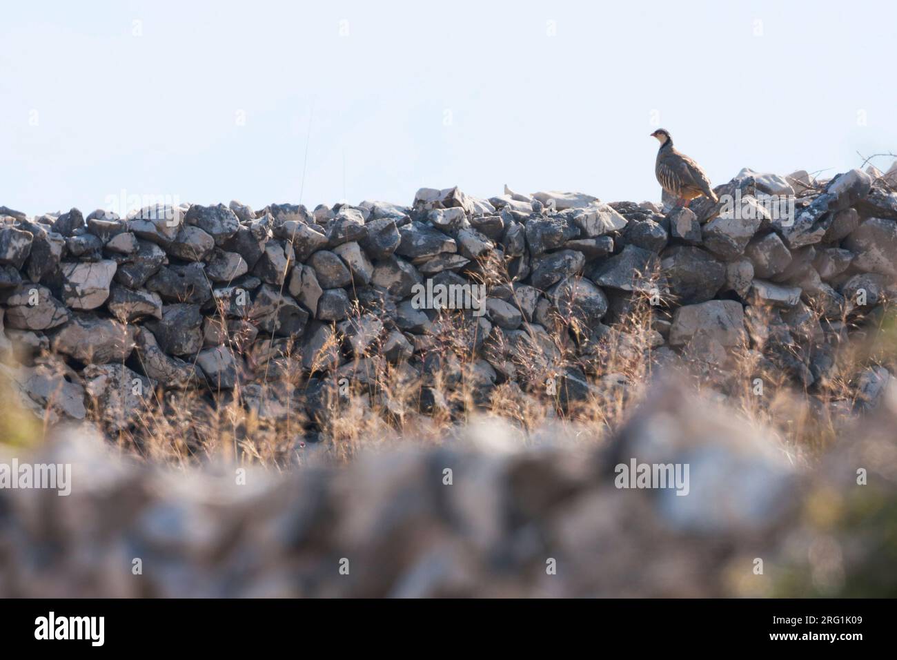 Rock - Partridge Alectoris graeca Steinhuhn - ssp. saxatilis, Croatie, adulte Banque D'Images