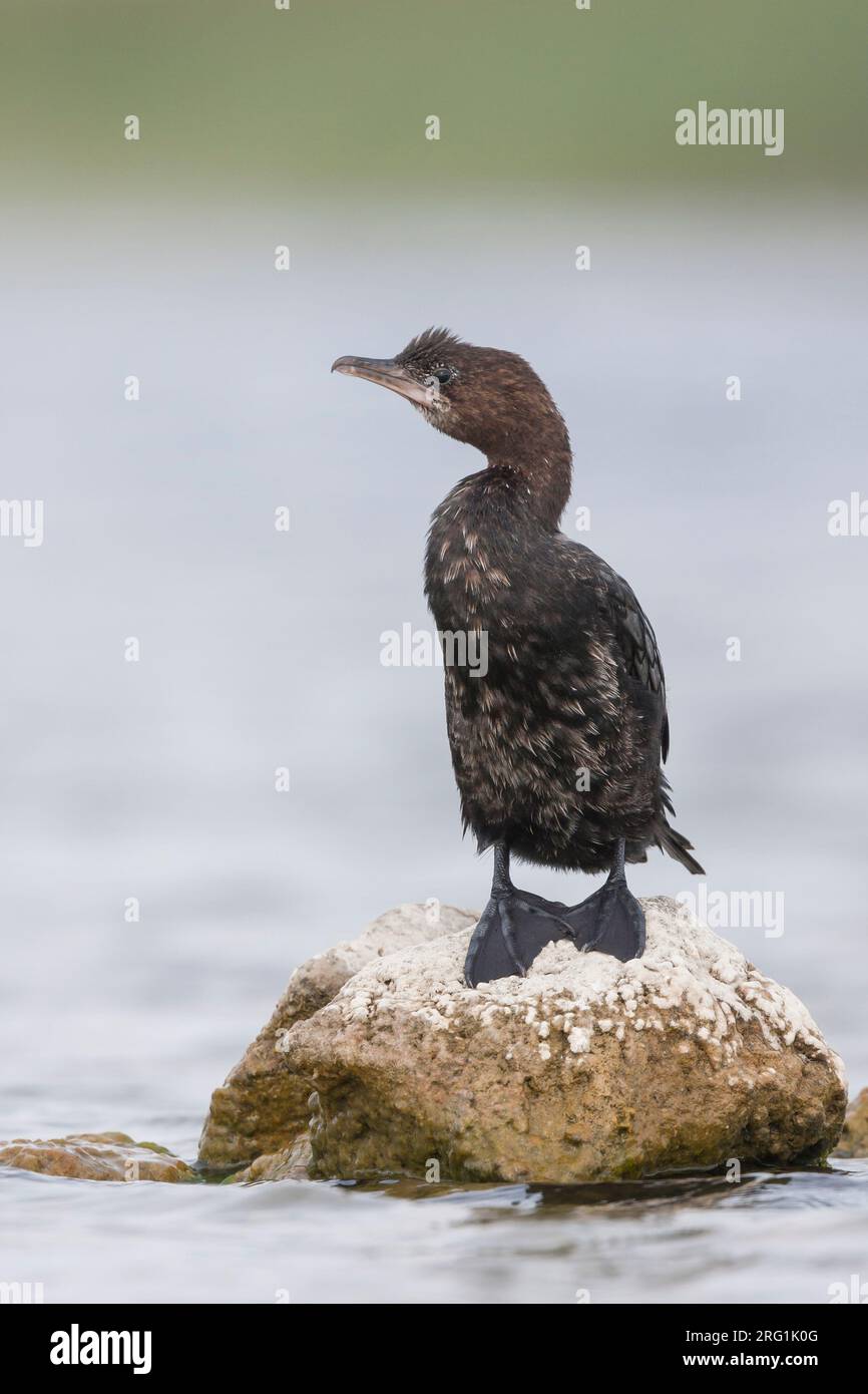 Cormoran pygmée - Zwergscharbe - Turdus pygmaeus, Croatie, adulte Banque D'Images