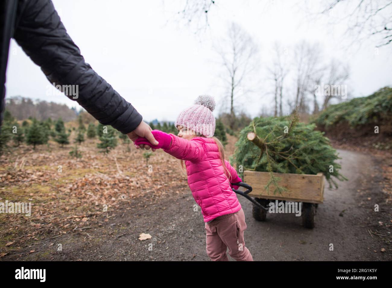 Jeune fille atteint pour la main des papas, aide à tirer l'arbre de Noël Banque D'Images