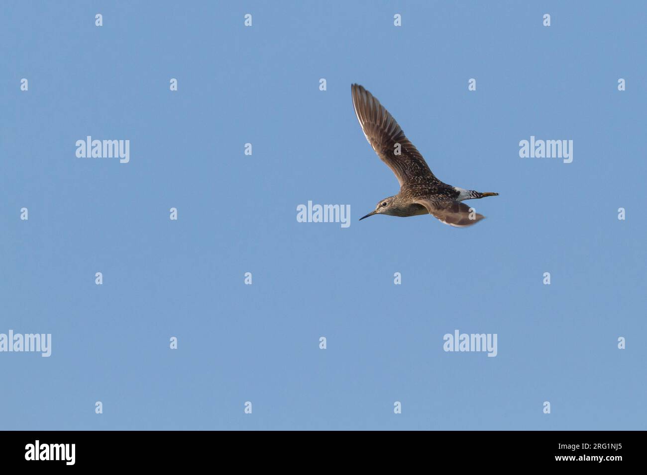 Sandpiper en bois (Tringa glareola), photographié en Pologne, adulte dans le plumage de reproduction en vol. Banque D'Images