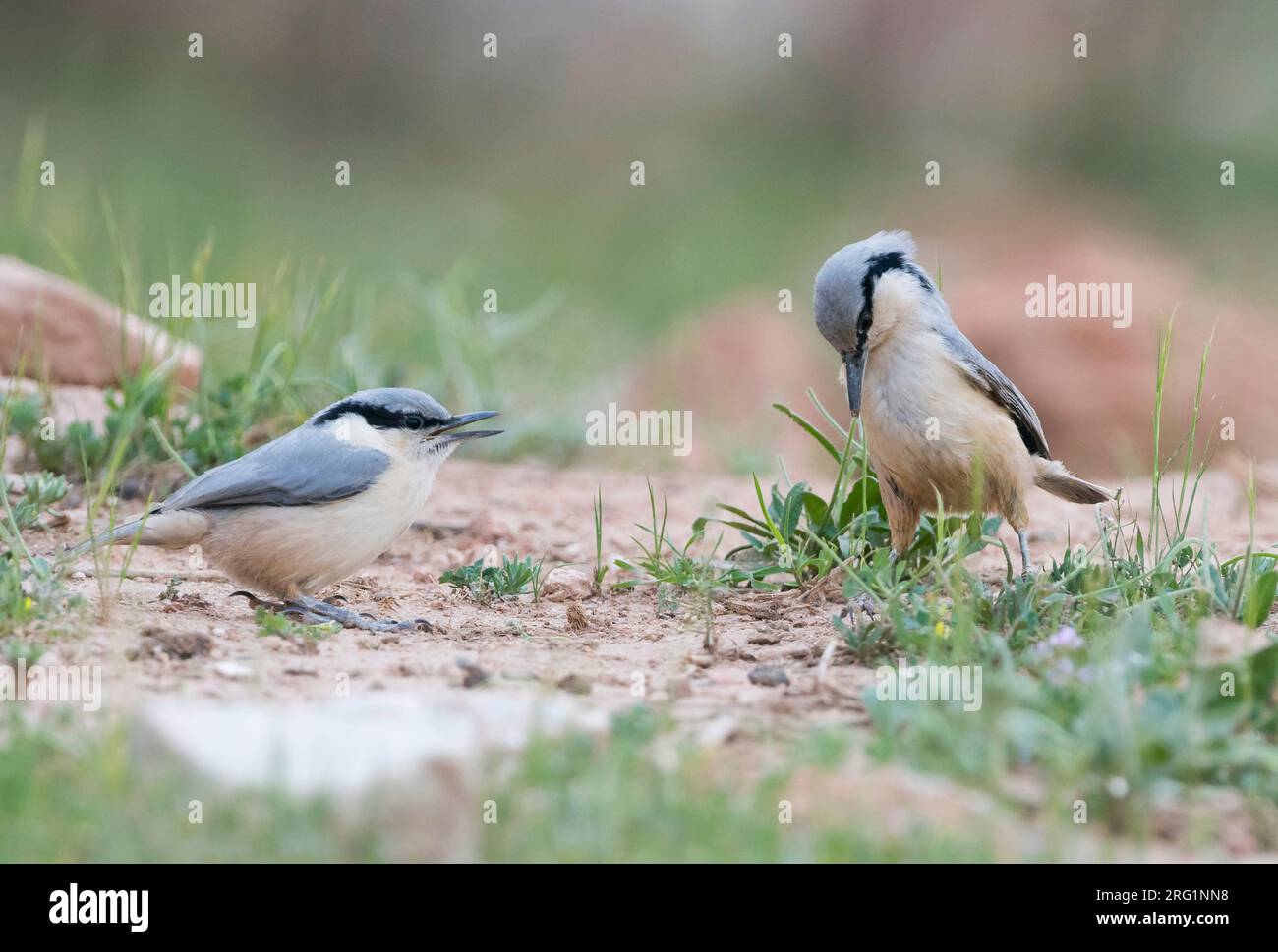 Roche de l'est Nuthatch (Sitta tephronata tephronata) au Tadjikistan. Adulte et mendiant jeune debout sur le sol. Banque D'Images