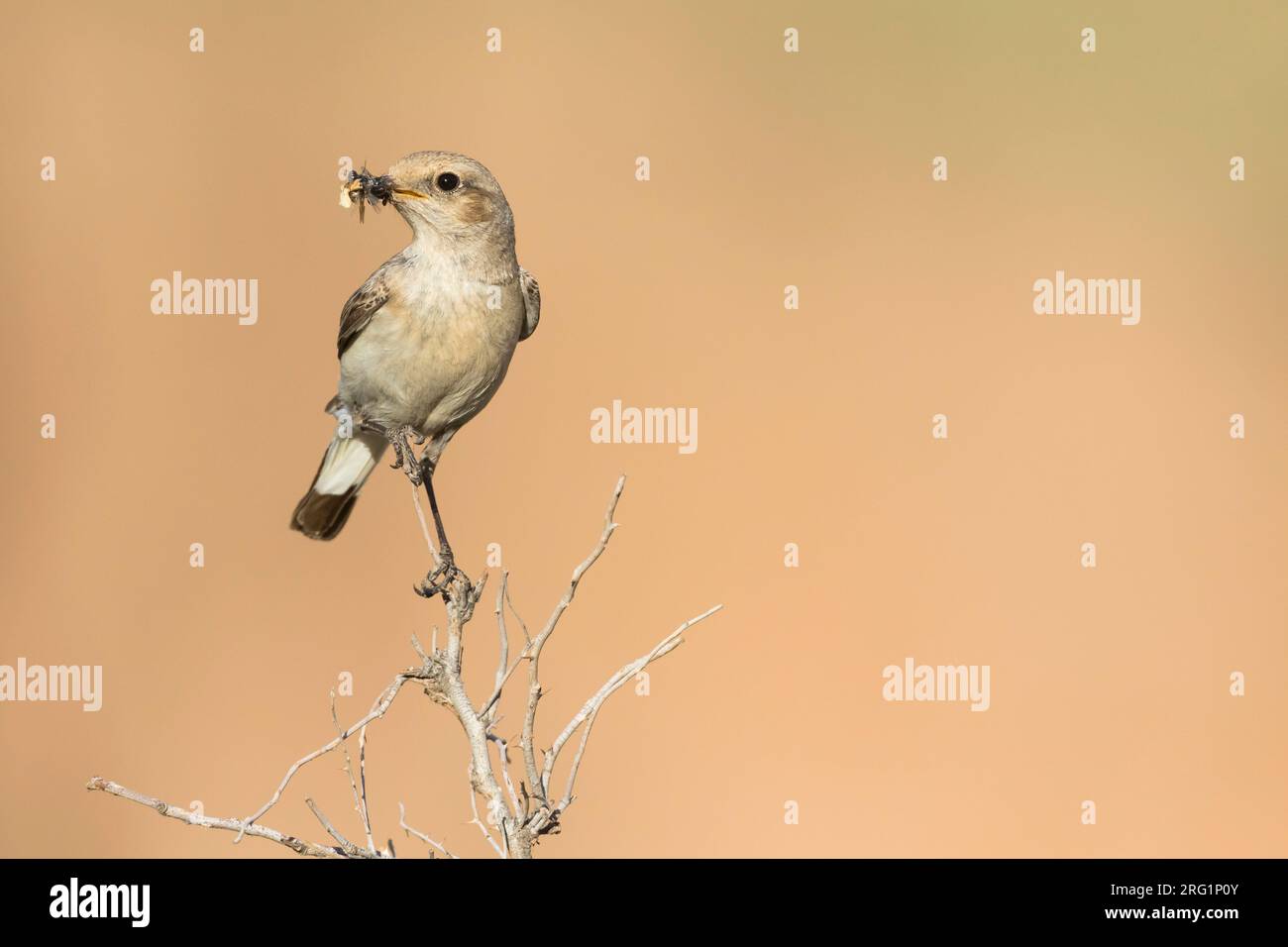 Wheatear de Finsch (Oenanthe finschii) femelle adulte perchée sur une branche avec de la nourriture Banque D'Images