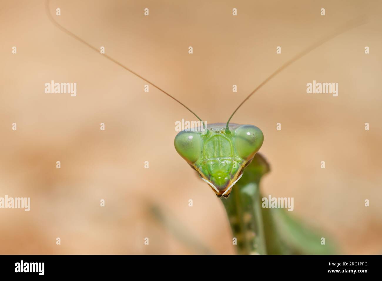 Sphodromantis viridis - mante africaine géante - Afrikanische Riesengottesanbeterin, Grèce (Chypre) Banque D'Images