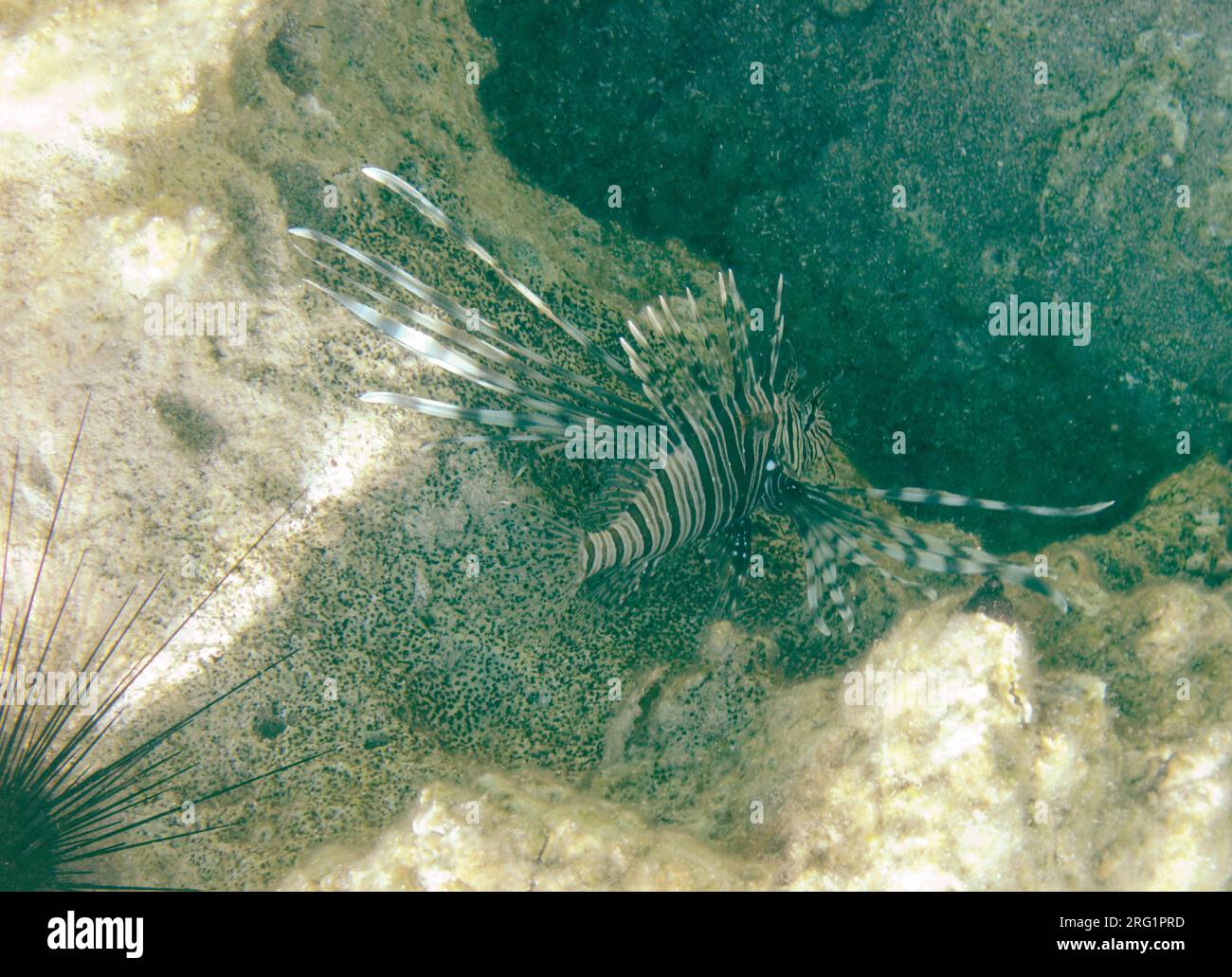 Devil Lionfish Pterois miles une espèce envahissante, île Tilos, îles du Dodécanèse, sud de la mer Égée, Grèce. Banque D'Images