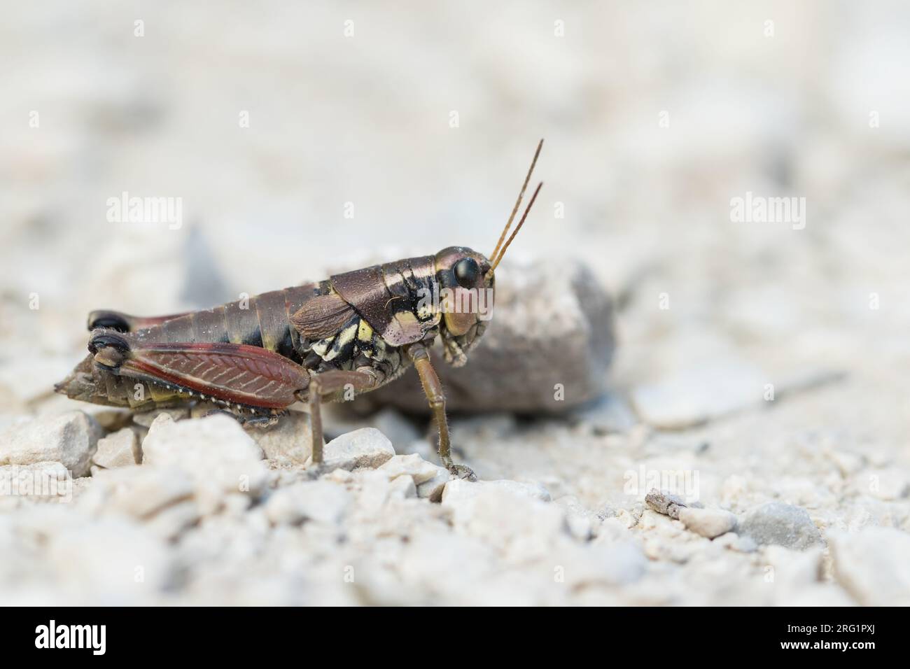 Podisma pedestris - Grasshopper de montagne - Gewoehnliche Gebirgsschrecke, Slovénie, imago Banque D'Images
