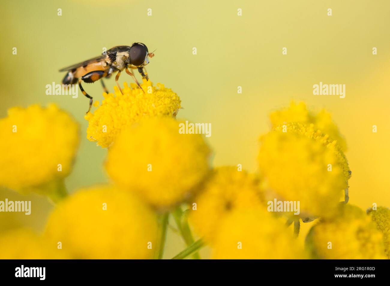 Syritta pipiens - hoverfly à pattes épaisses - Kleine Mistbiene, Roumanie, imago Banque D'Images