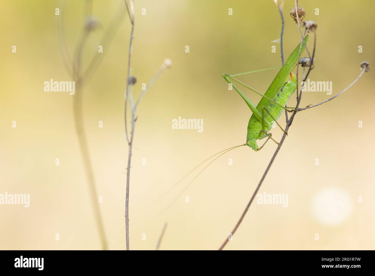 Phaneroptera falcata - Sickle Bush-cricket commun - Gemeine Sichelschrecke, Roumanie, imago Banque D'Images